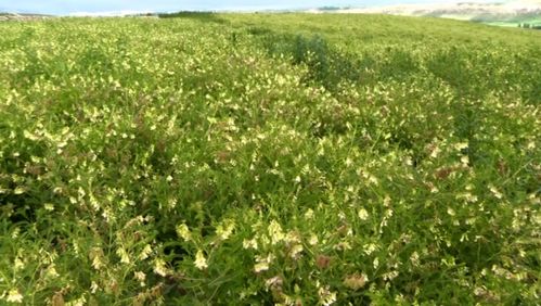 特克斯县 中药材种植为群众开“致富药方”