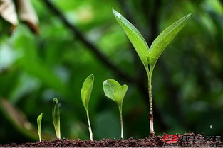 新手种好中药材指南 这5大关键问题需注意