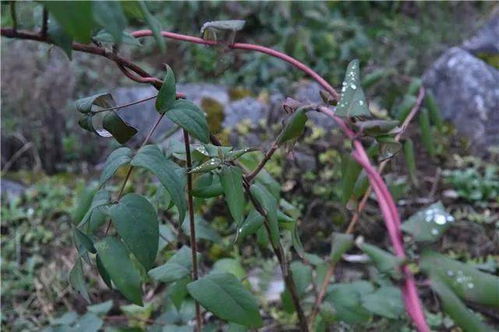 百里杜鹃 “种药”添绿又生金，多元“卷子”迎丰收