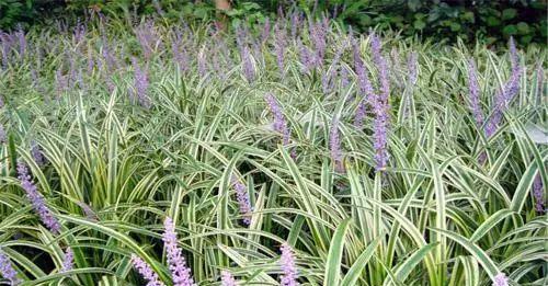 探秘高效益、低风险的中药材种植品种 亩收入5-8万的秘诀
