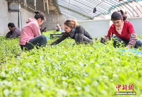 新疆和田 沙地生金，中草药种植成为产业发展新高地
