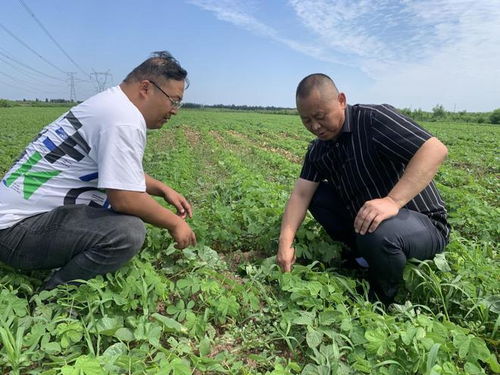 风口调查 中药材价格飞涨变投资新风口 种植户今年净赚少说也得200万