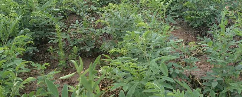 中药材种植 乡村振兴的新引擎与产业投资新机遇