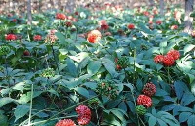 首批“文山州高品质药园”出炉 中草药种植迈向高质量发展新阶段
