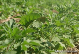 中药关防风的规范化栽培技术详解