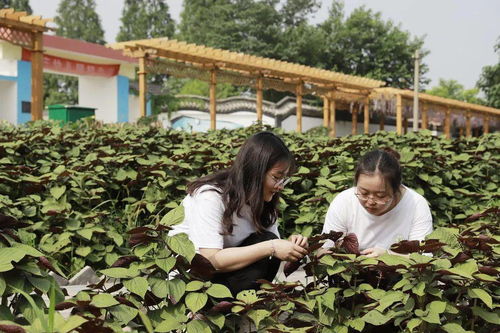 三下乡 徐州医科大学药学院 大药精诚 实践团助力乡村振兴 中药防疫,青春有我