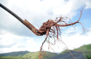 央视再度探秘无限极中草药种植基地