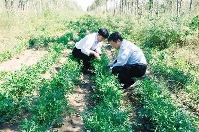 内蒙古通辽 中药材种植&ldquo;治穷根&rdquo;