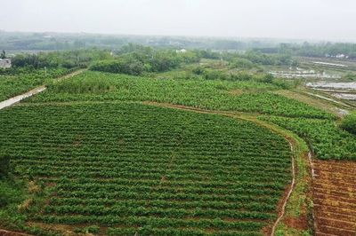 潢川县白店乡:党建赋能 助推中药材种植产业发展